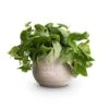 Epipremnum Pictum Silvery Ann - Satin Pothos -Plant potted plants Epipremnum pictum Silvery Ann Satin Pothos 14x35cm Ryan Plant Pot White Black 18x16cm d54772ed 2d0c 4927 9268 6b7ff02fb80f