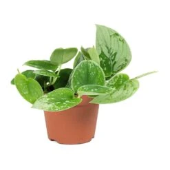 Epipremnum Pictum Silvery Ann - Satin Pothos -Plant potted plants Epipremnum pictum Silvery Ann Satin Pothos