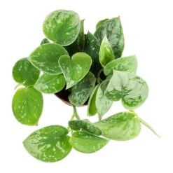 Epipremnum Pictum Silvery Ann - Satin Pothos -Plant potted plants Epipremnum pictum Silvery Ann Satin Pothos Plant