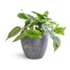 Epipremnum Pinnatum - Cebu Blue Pothos -Plant potted plants Epipremnum pinnatum Cebu Blue Pothos 15x35cm Anne Plant Pot Blue Stone 18x17cm