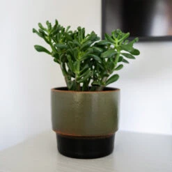 Erik Plant Pot - Dark Olive 20 Erik Plant Pot - Dark Olive -Plant potted plants Erik Olive 2