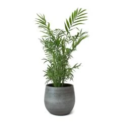 Esra Plant Pot - Mystic Grey -Plant potted plants Esra Plant Pot Mystic Grey Chamaedorea elegans Parlour Palm