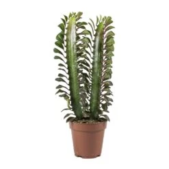 Euphorbia Trigona Rubra - African Milk Tree 14 Euphorbia Trigona Rubra - African Milk Tree -Plant potted plants Euphorbia Trigona African Milk Tree