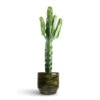 Euphorbia Erytrea - Desert Cactus -Plant potted plants Euphorbia erytrea Desert Cactus 19 70cm Sanna Plan Pot Moss Green 31x26cm