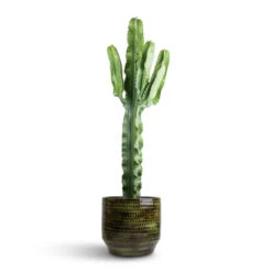 Sanna Plant Pot - Moss Green -Plant potted plants Euphorbia erytrea Desert Cactus 19 70cm Sanna Plan Pot Moss Green 31x26cm 96050d4d 1143 4ba6 8a9a d2c52f9aabc0