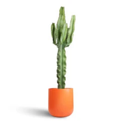 Euphorbia Erytrea - Desert Cactus -Plant potted plants Euphorbia erytrea Desert Cactus 19x70cm Sanna Plant Pot Moss Green 31x26cm