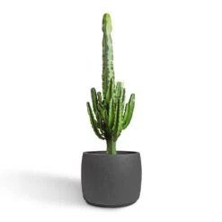 Mini Valerie Plant Pot - Black Washed -Plant potted plants Euphorbia erytrea Desert Cactus 24x90cm Mini Valerie Plant Pot Black Washed 36x28cm 2 b18f8118 d506 4f28 be41 9de11feea315