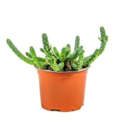 Euphorbia Flanaganii - Medusa Plant 14 Euphorbia Flanaganii - Medusa Plant -Plant potted plants Euphorbia flanaganii Medusa Plant