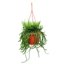 Euphorbia Flanaganii - Medusa Plant 18 Euphorbia Flanaganii - Medusa Plant -Plant potted plants Euphorbia flanaganii Medusa Plant 50cm