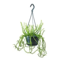 Euphorbia Flanaganii - Medusa Plant 17 Euphorbia Flanaganii - Medusa Plant -Plant potted plants Euphorbia flanaganii Medusa Plant Large 0b1fb7ed db6e 40b8 b7e5 a81accee906b