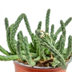 Euphorbia Flanaganii - Medusa Plant 16 Euphorbia Flanaganii - Medusa Plant -Plant potted plants Euphorbia flanaganii Medusa Plant close up