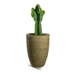 Ben Plant Pot - Straw Grass -Plant potted plants Euphorbia ingens Candelabra Tree Ben Plant Pot Straw Grass e565bc98 358b 4c2d b7ad 90e23d871711
