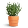 Euphorbia Tirucalli - Pencil Cactus -Plant potted plants Euphorbia tirucalli Pencil Cactus 15x35cm Boston Tiered Plant Pot Terracotta 19x16cm