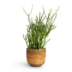 Euphorbia Tirucalli - Pencil Cactus -Plant potted plants Euphorbia tirucalli Pencil Cactus 15x35cm Jane Plant Baskets Set5 Desert 9b1f2e78 53e4 4875 b1fe 945f2b5a4492