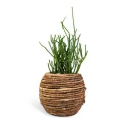 Euphorbia Tirucalli - Pencil Cactus -Plant potted plants Euphorbia tirucalli Pencil Cactus 15x35cm Lida Plant Basket Natural 24x20cm 910626ea db7d 4499 9efb 066d6a864452