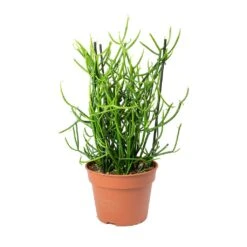 Euphorbia Tirucalli - Pencil Cactus -Plant potted plants Euphorbia tirucalli Pencil Cactus