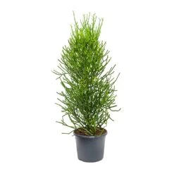 Euphorbia Tirucalli - Pencil Cactus -Plant potted plants Euphorbia tirucalli Pencil Cactus XLarge