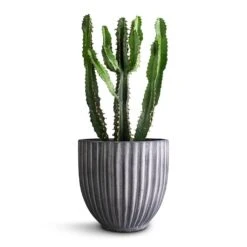 Lagos Plant Pot - Anthracite -Plant potted plants Euphorbia triangularis 14x40cm Lagos Plant Pot Anthracite 20x20cm 290bf94e 9038 4a7f ab61 7788f44c5b60