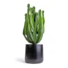 Euphorbia Triangularis -Plant potted plants Euphorbia triangularis 17x40cm Akemi Plant Pot Carbon Black 22x20cm