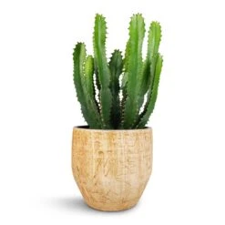 Euphorbia Triangularis -Plant potted plants Euphorbia triangularis 17x45cm Emmy Plant Pot Camel 22x20cm
