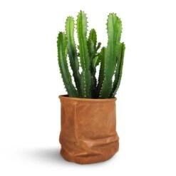 Euphorbia Triangularis -Plant potted plants Euphorbia triangularis 17x45cm Juna Plant Basket Cognac 19x19cm