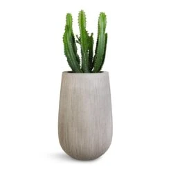 Patt High Plant Vase - Ridged Cement -Plant potted plants Euphorbia triangularis 17x45cm Patt High Plant Vase Ridged Cement 29x43cm 1043ac87 2b0e 4dcf a4a6 115a3f55ef9f
