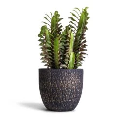 Euphorbia Trigona Rubra - African Milk Tree 17 Euphorbia Trigona Rubra - African Milk Tree -Plant potted plants Euphorbia trigon rubra Africa Milk Tree 12x25cm Rinca Plant Pot Shiny Black 17x15cm