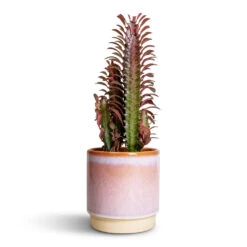 Euphorbia Trigona Rubra - African Milk Tree 15 Euphorbia Trigona Rubra - African Milk Tree -Plant potted plants Euphorbia trigona rubra African Milk Tree 12x30cm Copenhagen Plant Pot Pink 135x14cm 00d9f1aa ed23 4d5a 9f85 74f673de31a7