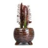 Euphorbia Trigona Rubra - African Milk Tree 1 Euphorbia Trigona Rubra - African Milk Tree -Plant potted plants Euphorbia trigona rubra African Milk Tree 12x30cm Dewi Plant Pot Marrakesh 21x16cm