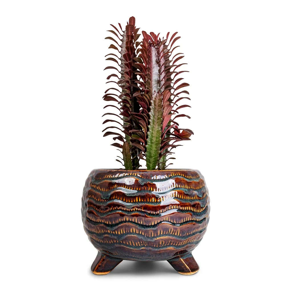 Euphorbia Trigona Rubra - African Milk Tree 3 Euphorbia Trigona Rubra - African Milk Tree