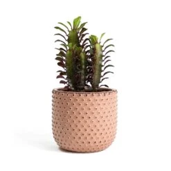 Euphorbia Trigona Rubra - African Milk Tree 19 Euphorbia Trigona Rubra - African Milk Tree -Plant potted plants Euphorbia trigona rubra African Milk Tree Bolino Plant Pot Pale Rose aa52eb29 644e 4165 99d7 cc4e51341270