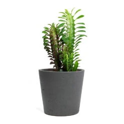 Euphorbia Trigona Rubra - African Milk Tree 18 Euphorbia Trigona Rubra - African Milk Tree -Plant potted plants Euphorbia trigona rubra African Milk Tree Mini Bucket Plant Pot Black Washed 3b9ecc55 6a18 48f4 9b7f e55bedab77da