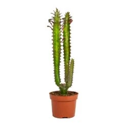 Euphorbia Trigona Rubra - African Milk Tree 16 Euphorbia Trigona Rubra - African Milk Tree -Plant potted plants Euphorbia trigona rubra African Milk Tree No Leaves