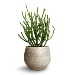 Euphorbia Tirucalli - Pencil Cactus -Plant potted plants Euphorbie tirucalli Pencil Cactus 15x35cm Noor Plant Pot Metallic Grey 19x16cm ef5f0d48 74e3 4386 9dfc d2310cbc8dee