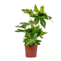 Fatsia Japonica - Japanese Aralia -Plant potted plants Fatsia japonica Japanese Aralia 17x60cm 2