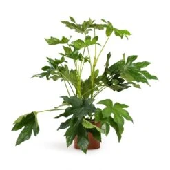 Fatsia Japonica - Japanese Aralia -Plant potted plants Fatsia japonica Japanese Aralia 17x60cm