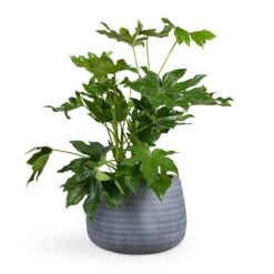 Fatsia Japonica - Japanese Aralia -Plant potted plants Fatsia japonica Japanese Aralia 17x60cm Angle Darcy Plant Pot Grey 34.5x24cm
