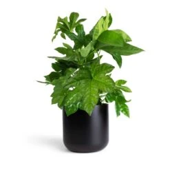 Fatsia Japonica - Japanese Aralia -Plant potted plants Fatsia japonica Japanese Aralia 17x60cm Lisbon Plant Pot Anthracite 19x19cm 0b73335c f262 4124 af64 b2f684ec7813