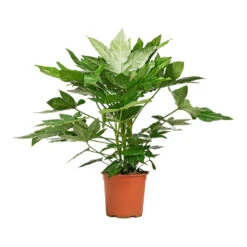 Fatsia Japonica - Japanese Aralia -Plant potted plants Fatsia japonica Japanese Aralia 19x70cm
