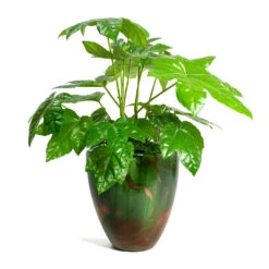Fatsia Japonica - Japanese Aralia -Plant potted plants Fatsia japonica Japanese Aralia Livin Beauty Flowerpot Copper Green Matt Smooth