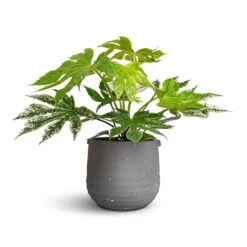 Fatsia Japonica - Variegated Japanese Aralia -Plant potted plants Fatsia japonica Variegated Japanese Aralia 17x40cm Aurora Terrazzo Handle Plant Pot Slate 19x17cm