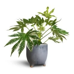Fatsia Japonica - Variegated Japanese Aralia -Plant potted plants Fatsia japonica Variegated Japanese Aralia 17x60cm Kaat Plant Pot Blue Grey 20x20cm