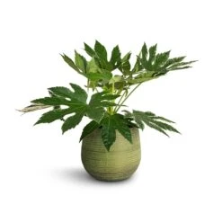 Lydia Plant Pot - Shiny Green -Plant potted plants Fatsia japonica Variegated Japanese Aralia 17x60cm Lydia Plant Pot Shiny Green 22x20cm 1