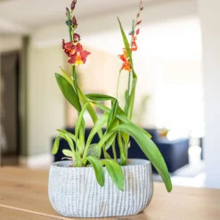 Feico Oval Plant Bowl - Mint Grey -Plant potted plants Feico Oval Plant Bowl Shiny Mint Lifestyle 01