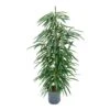 Ficus Alii - HydroCare -Plant potted plants Ficus Alii Hydro 18 19x120 1