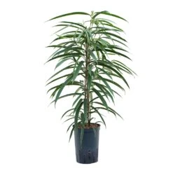 Ficus Alii - HydroCare -Plant potted plants Ficus Alii Hydroculture 15 19x75cm