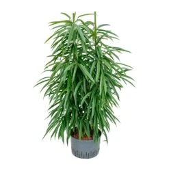 Ficus Alii - HydroCare -Plant potted plants Ficus Alii Hydroculture 28 19x120cm