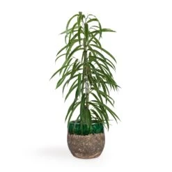 Lindy Plant Pot - Black Green -Plant potted plants Ficus Alii Long Leafed Fig 17x70cm Lindy Plant Pot Black Green 23x20cm 513edad0 79e9 4d01 909c 50a38d80bd72