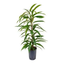 Ficus Amstel King - HydroCare -Plant potted plants Ficus Amstel King Hydroculture 15 19x90cm