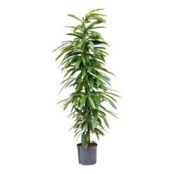 Ficus Amstel King - HydroCare -Plant potted plants Ficus Amstel King Hydroculture 22 19x125cm